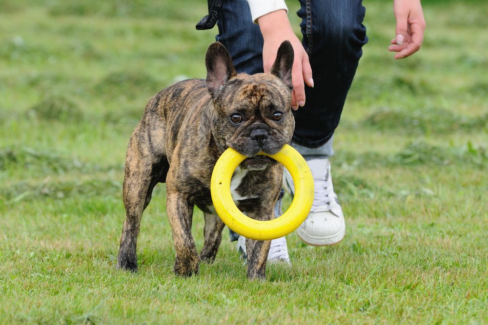 senior-french-bulldog-learns-to-play-fetch