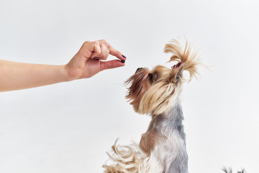 woman-feeds-dog-pill-disguised-as-a-treat