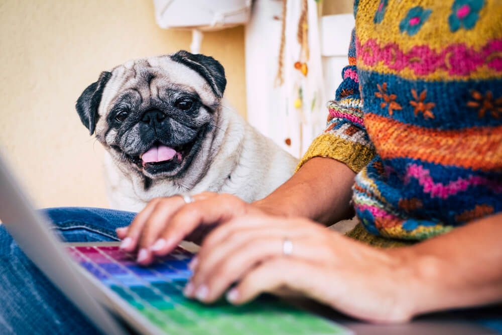 woman-works-with-senior-pug-beside-her