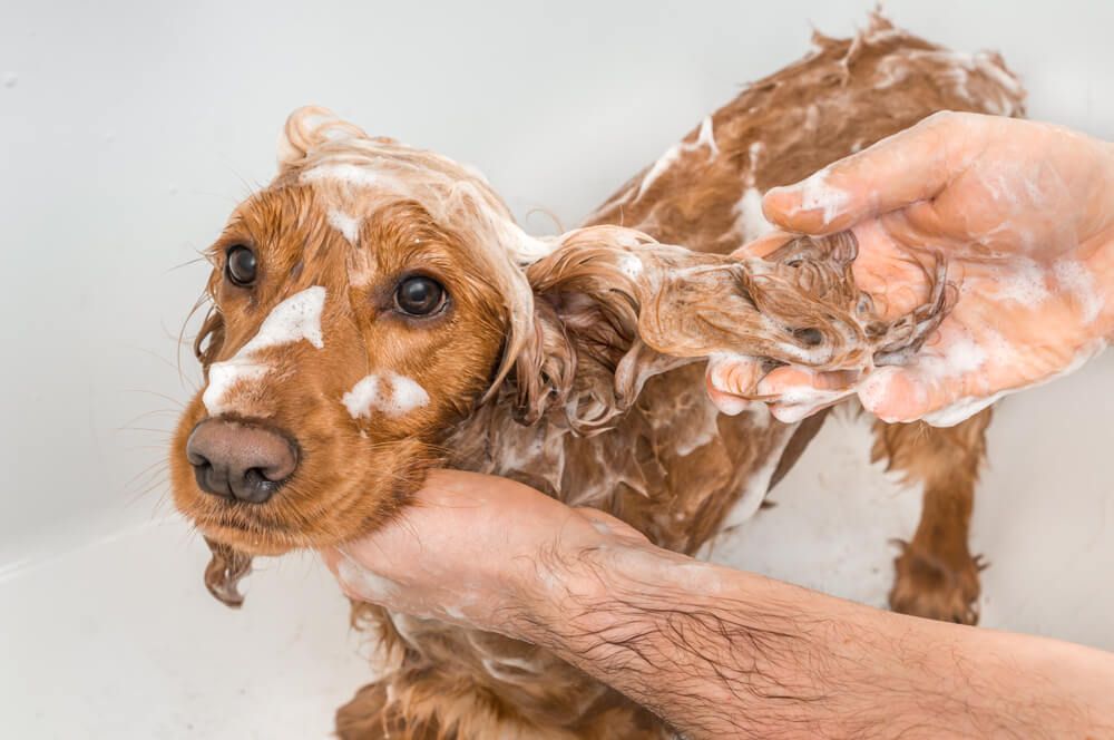 dog-being-shampooed