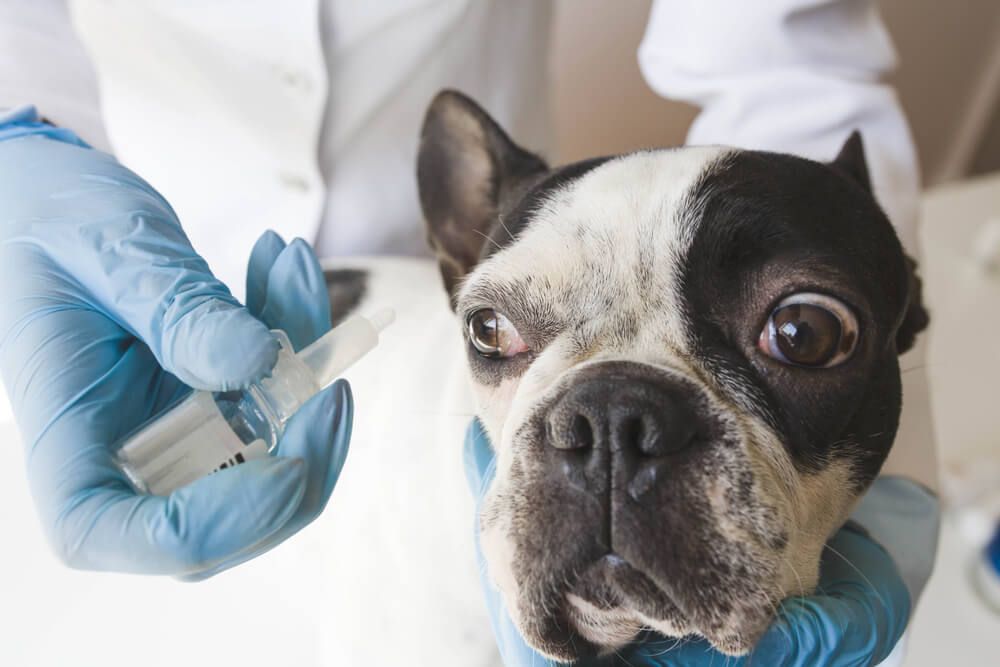 Can Humans Get Conjunctivitis From Dogs