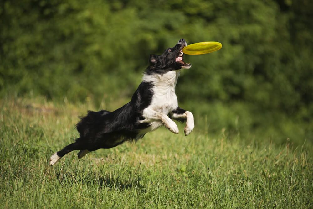 dog-catching-frisbee