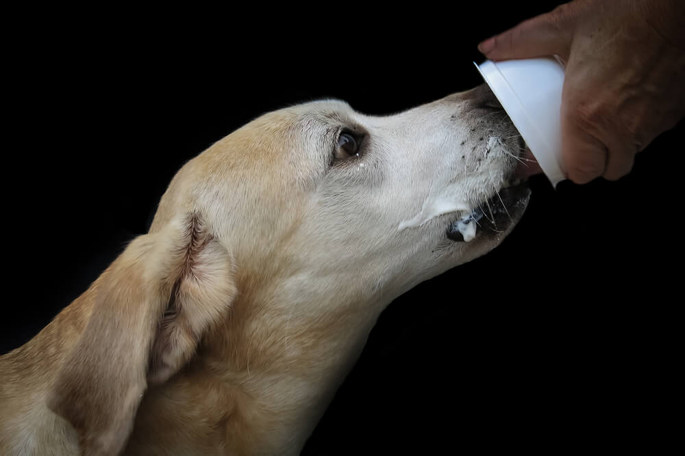 dog-eating-yogurt