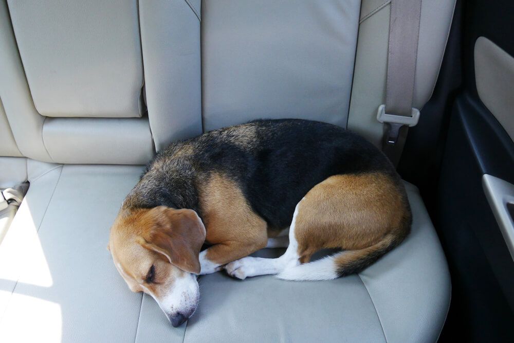 dog-laying-down-in-car