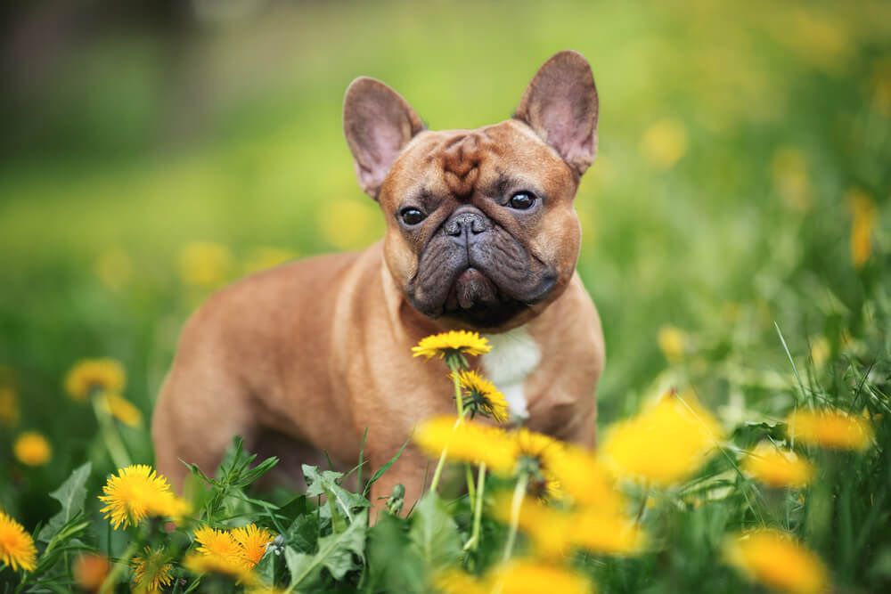 French Bulldog Personality: Get To Know Your Frenchie - Ollie Blog