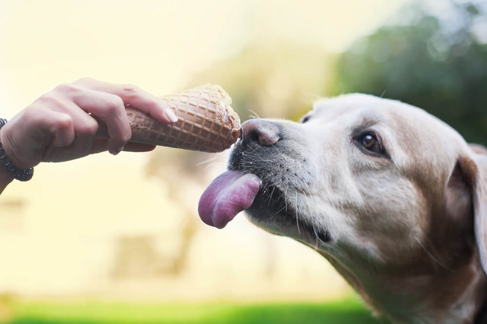 dog-being-fed-ice-cream-to-cool-down-1-