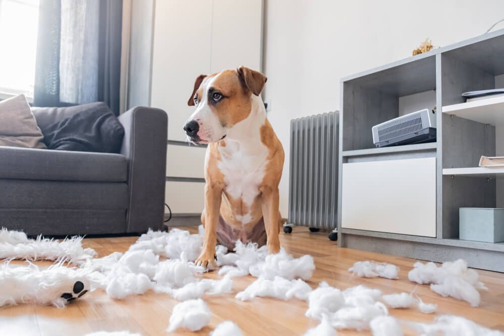 Homemade activities to keep your dog busy during quarantine