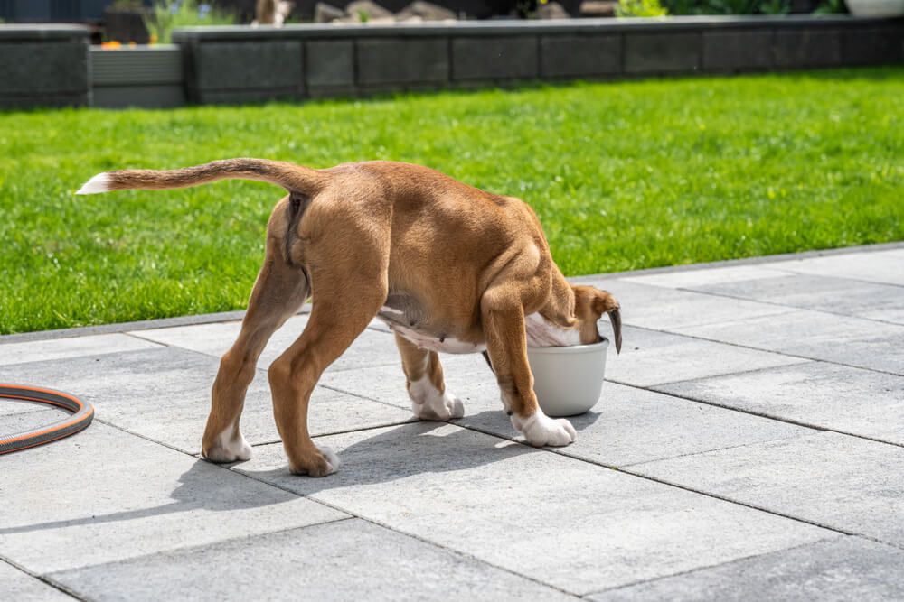dog-enjoying-her-meal-outdoors