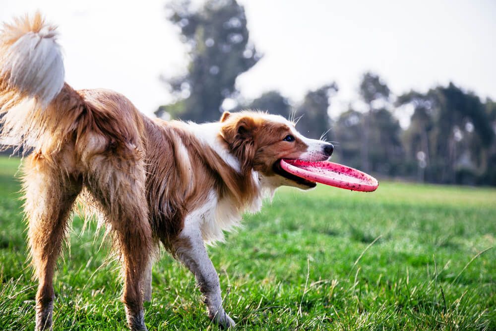 dog-gets-dirty-playing-fetch-with-a-frisbee-outdoors