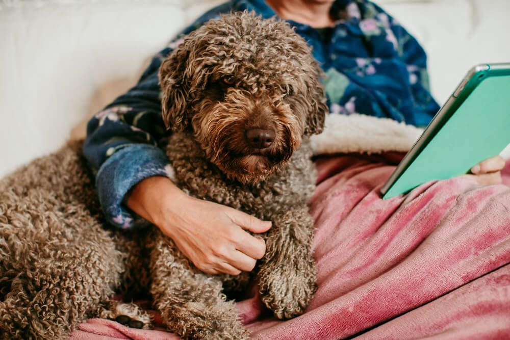 emotional-support-dog-lays-in-bed-with-his-owner-while-she-reads