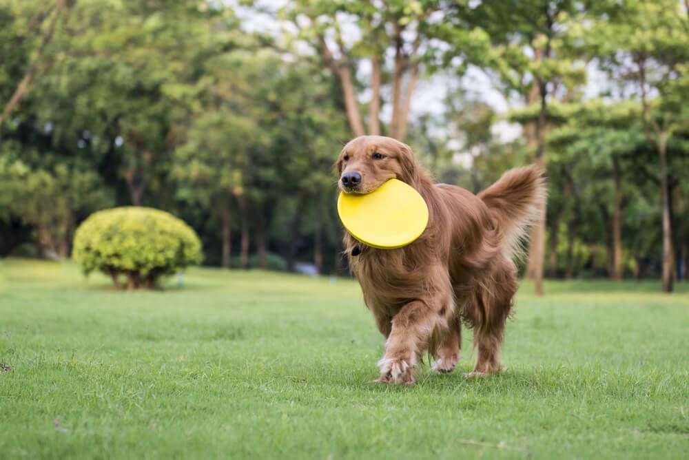 golden-retriever-plays-fetch-in-yard