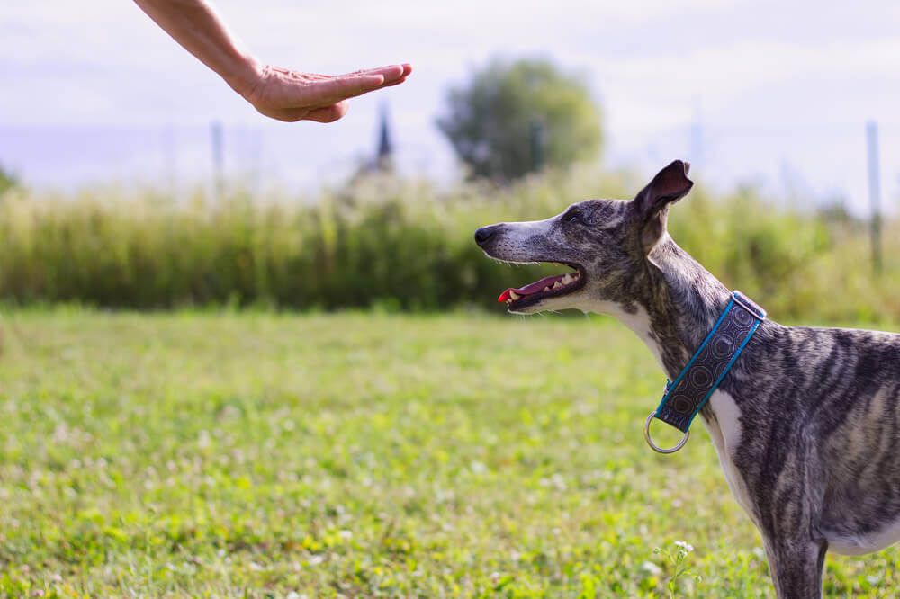 greyhound-learns-to-stay-outdoors
