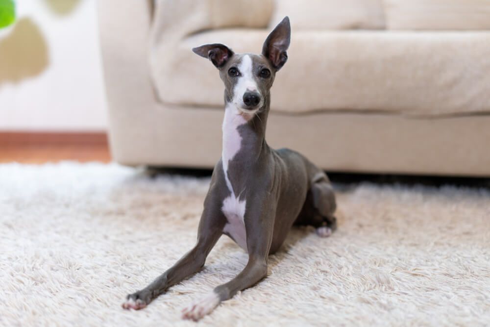 greyhound-sits-patiently-on-rug-in-living-room