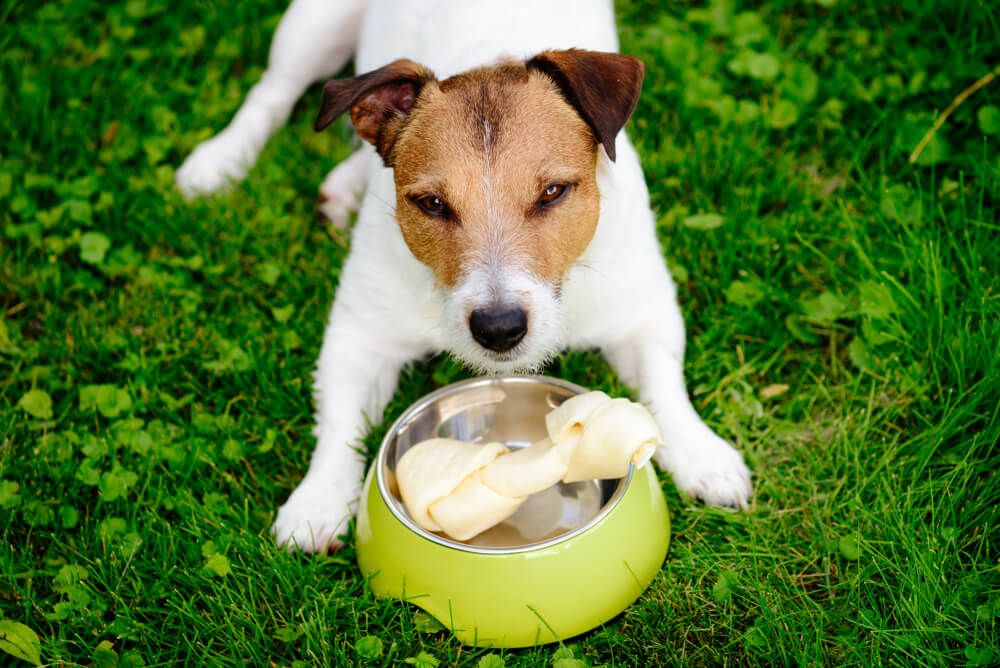 jack-russell-terrier-guards-bone-in-green-bowl-1-
