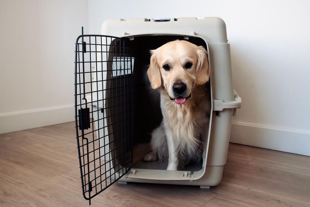 large-golden-retriever-sits-in-his-crate-to-prepare-to-travel