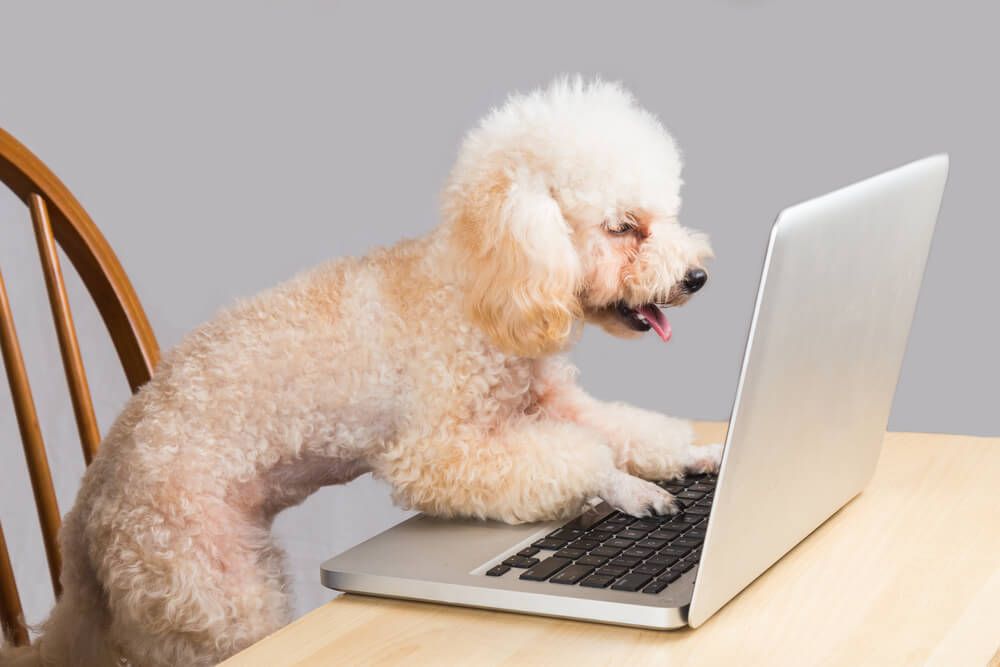 miniature-poodle-puts-paws-on-laptop-keyboard-like-he-is-typing
