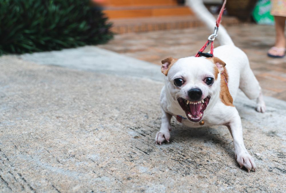 small-dog-bares-his-teeth-at-another-dog-while-on-a-leash