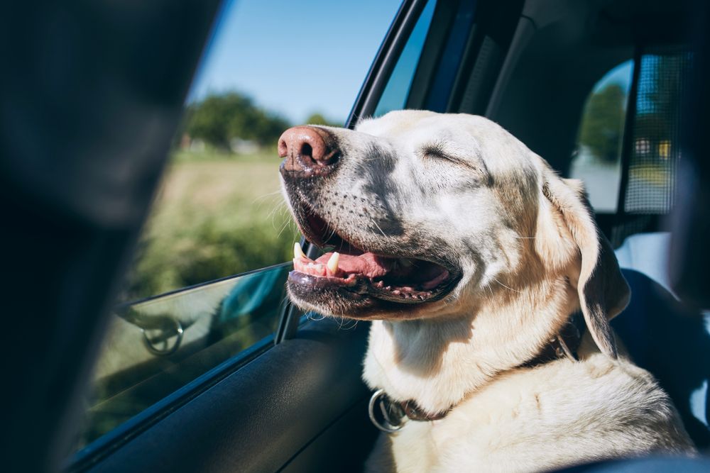 yellow-lab-enjoys-a-road-trip-with-his-family