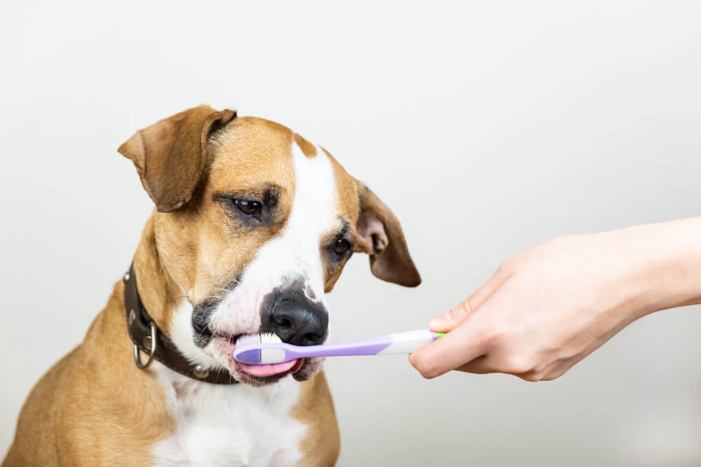 Dog-gets-his-teeth-brushed-to-prevent-bad-breath