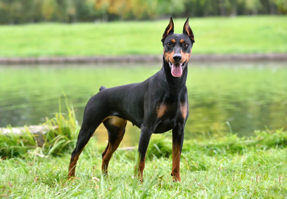 German-Pinscher-stands-by-a-lake-with-her-tongue-out