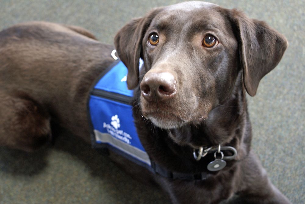 chocolate-lab-therapy-dog-sits-in-his-official-vest