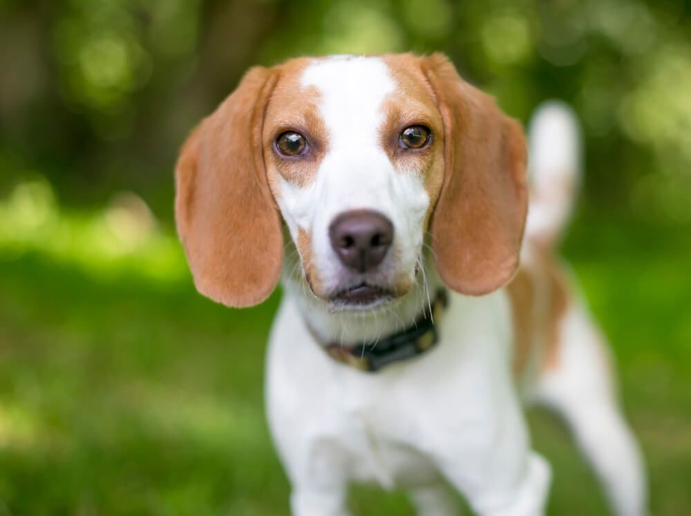 close-up-of-a-healthy-foxhound-puppy