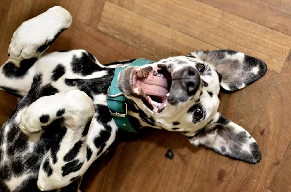 dalmation-puppy-shows-off-his-healthy-teeth