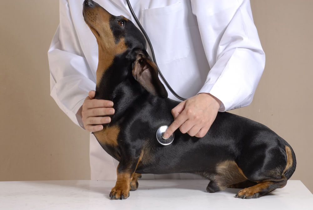 daschund-gets-checked-for-heartworms-by-vet