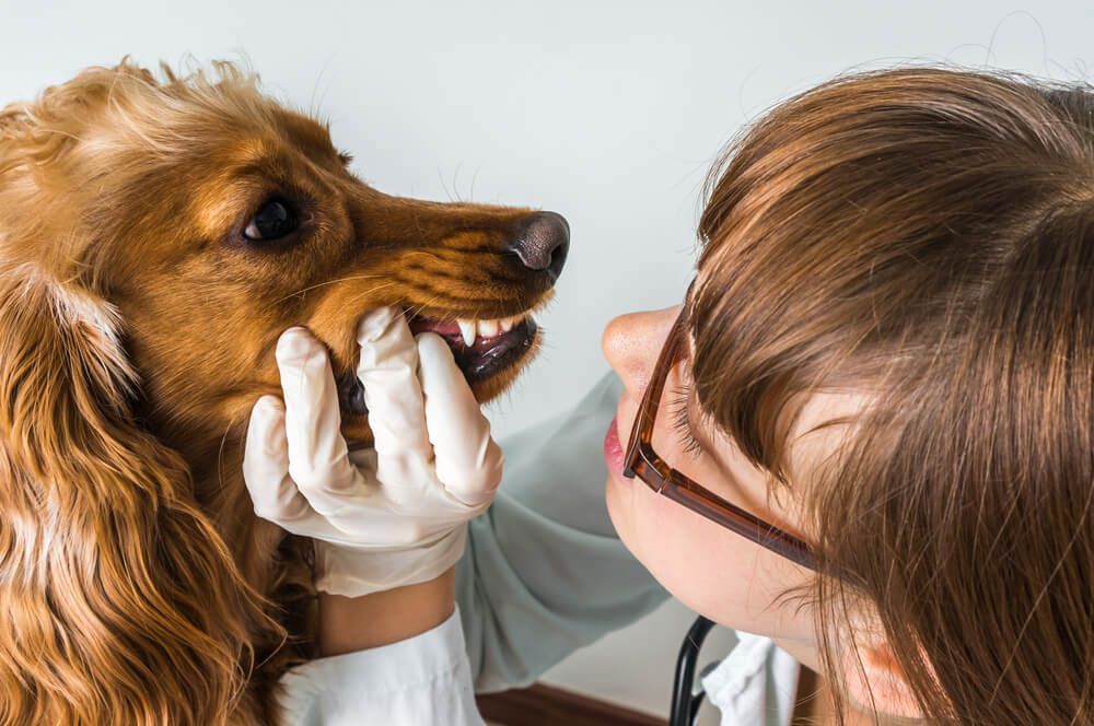 dog-dental-examination