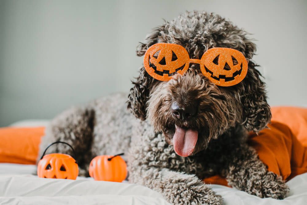 dog-dressed-up-and-celebrating-halloween-indoors