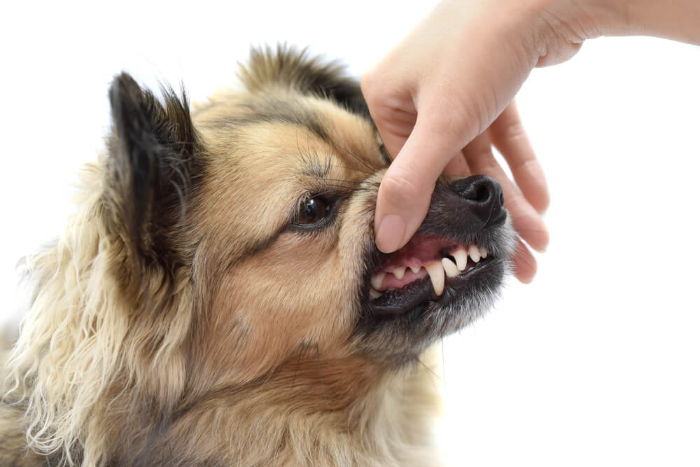 dog-gets-teeth-examined-for-causes-of-bad-breath