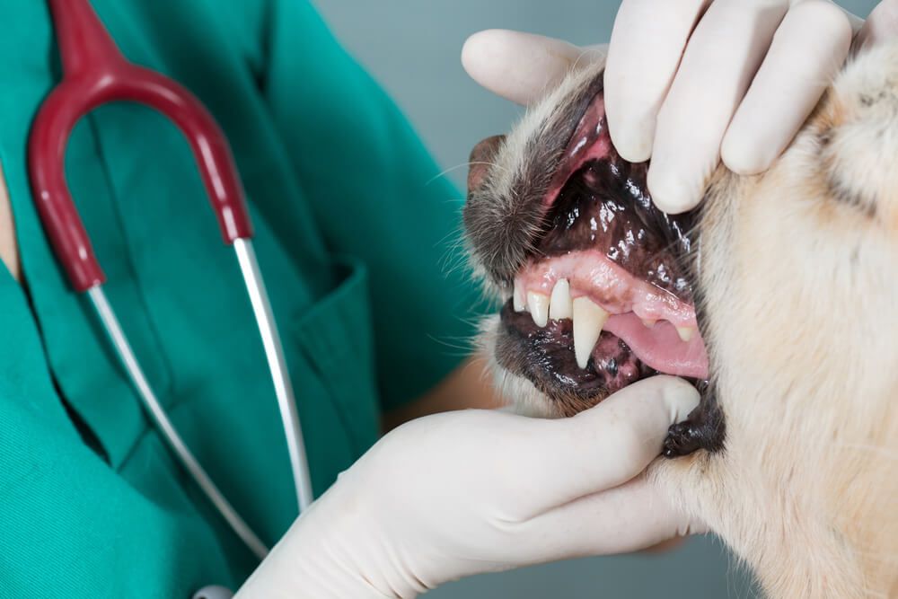 dog-receives-a-routine-dental-examination