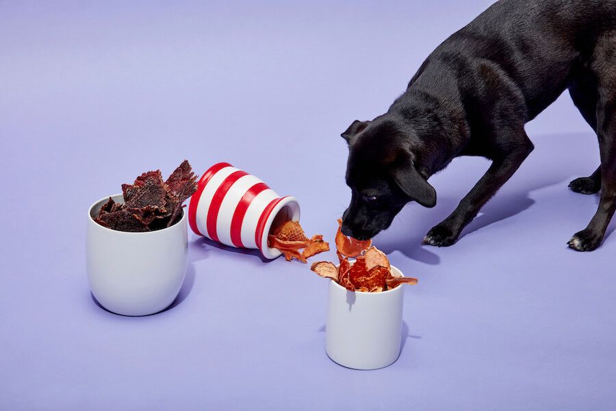 dog-snacks-on-Ollie-s-healthy-human-grade-treats