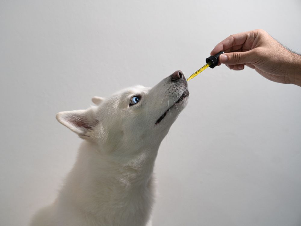 dog-takes-heart-supplements-from-a-dropper