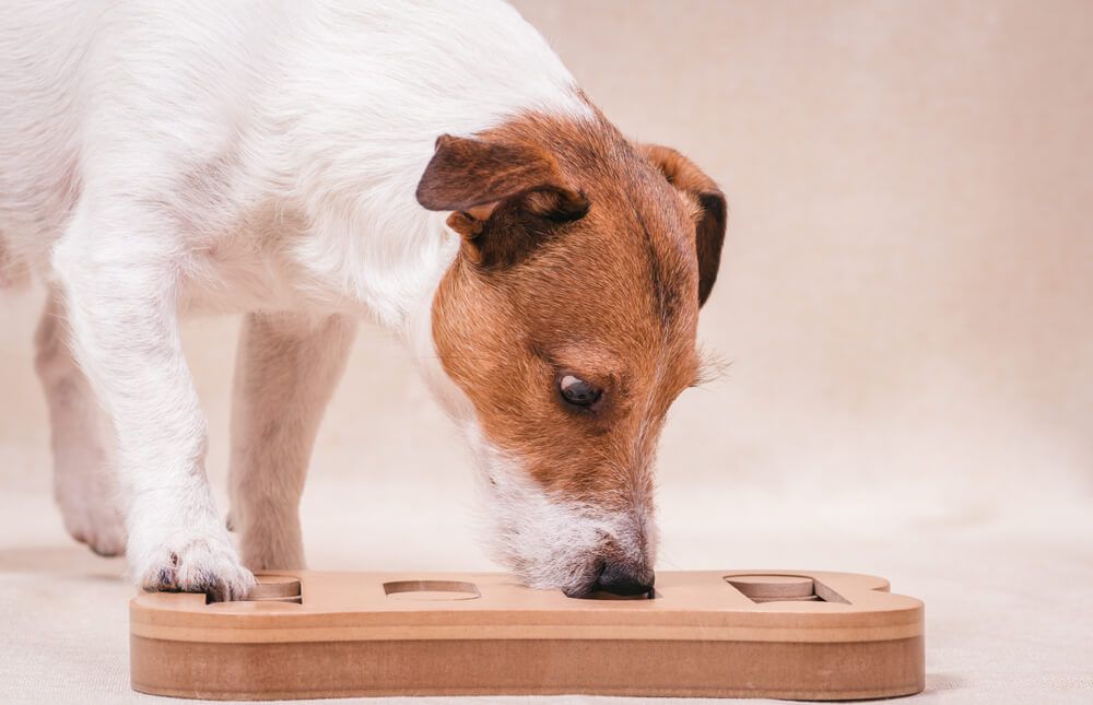 dog-unlocks-training-puzzle-full-of-treats