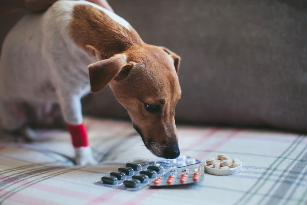 dog-with-a-variety-of-different-pain-relieving-medication