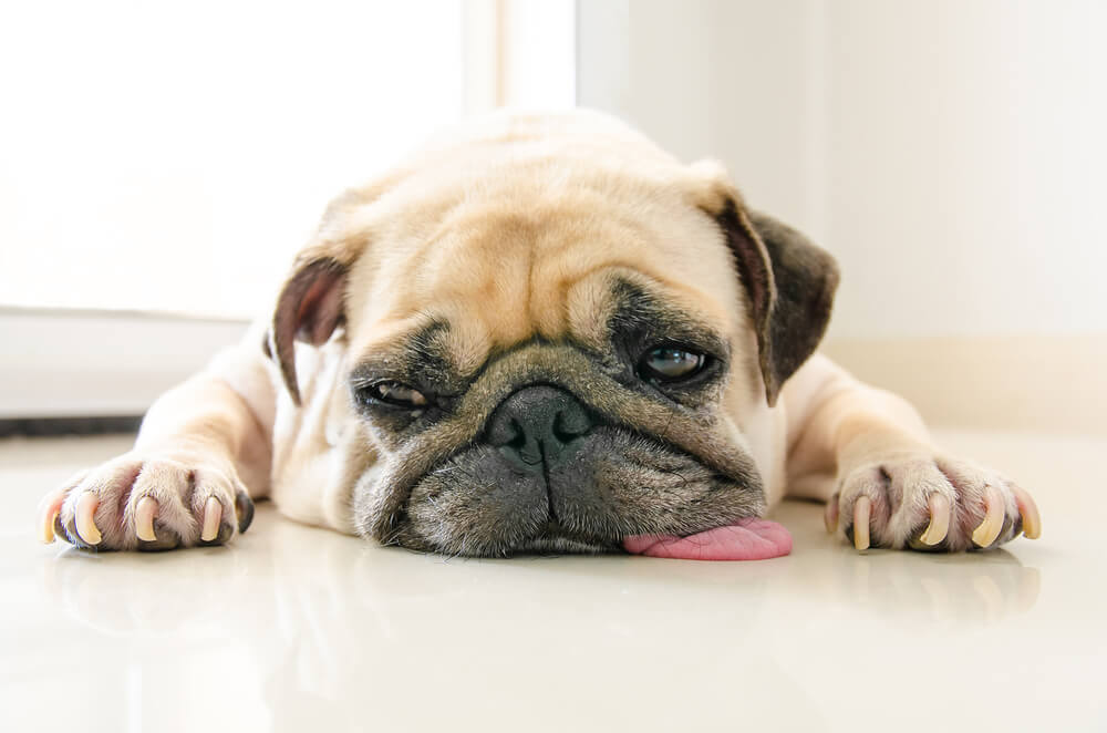 dog-with-bad-breath-lays-on-the-floor-with-tongue-out