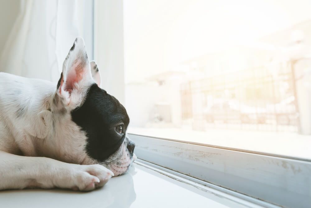 french-bulldog-looks-sad-while-staring-out-the-window