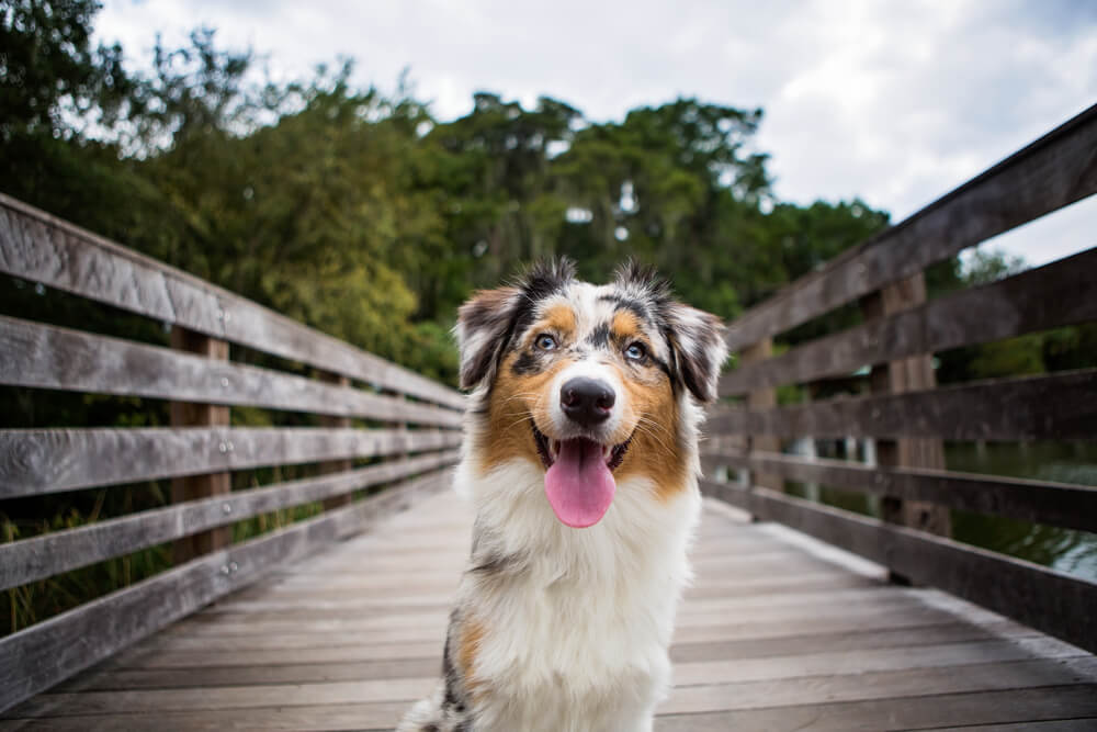 happy-australian-shepherd-stands-on-bridge-with-tongue-out