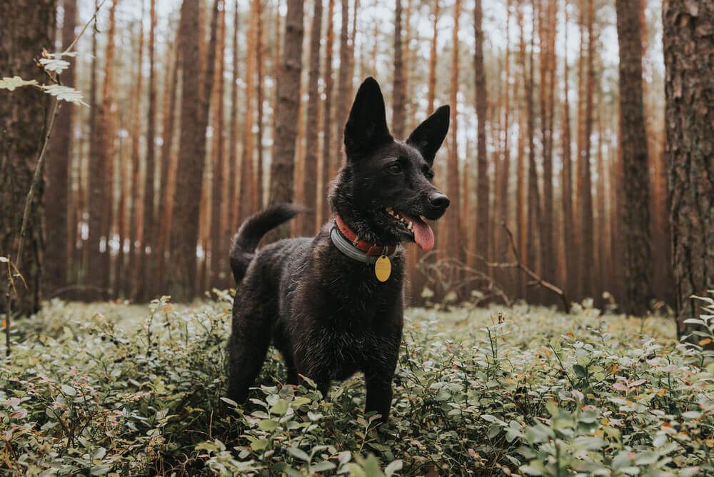 happy-black-mixed-breed-dog-plays-in-the-forest
