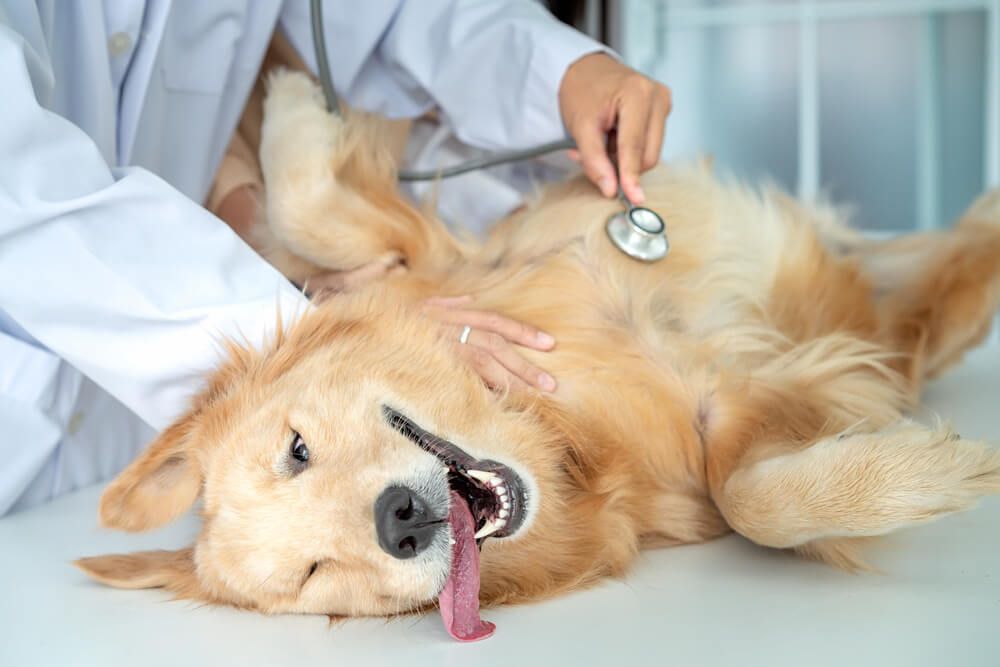 happy-dog-gets-a-routine-heart-exam