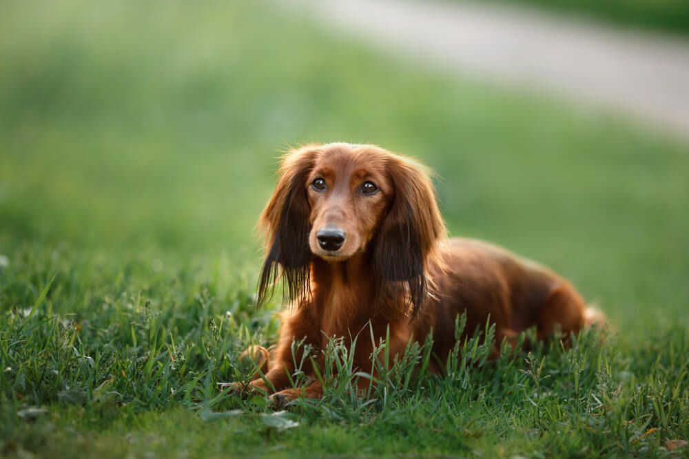 long-haired-Dachshund-lays-down-in-wild-grass