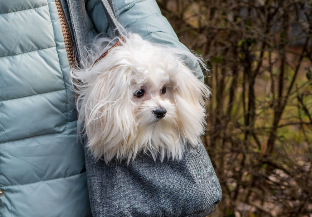 maltese-dog-being-carried-in-a-bag-on-a-hike-outdoors