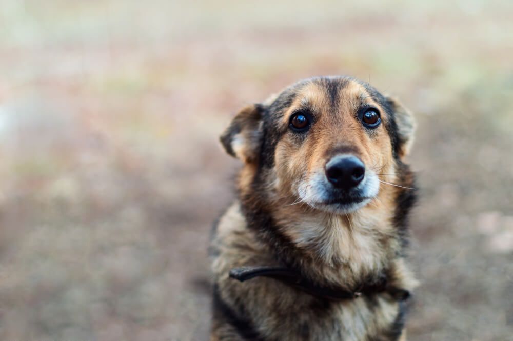 mixed-breed-dog-looks-sad-with-ears-back