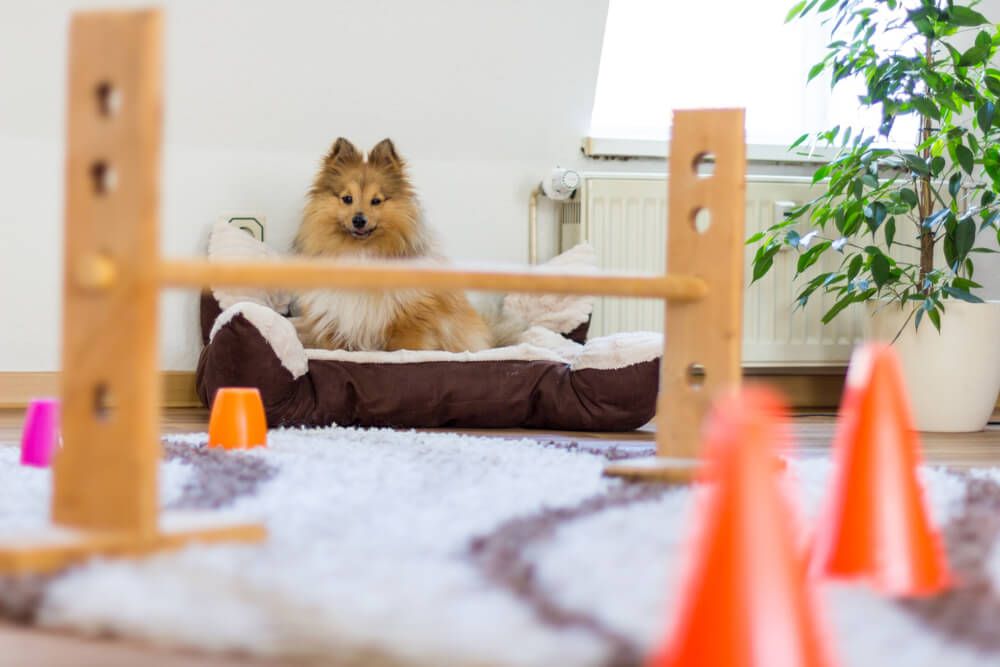 obstacle-course-for-dog-set-up-inside-in-a-living-room