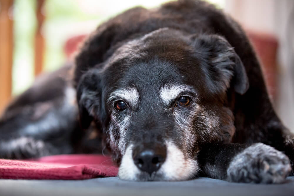 older-dog-experiences-early-signs-of-dementia