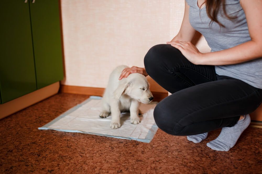 puppy-training-to-use-a-wee-pad