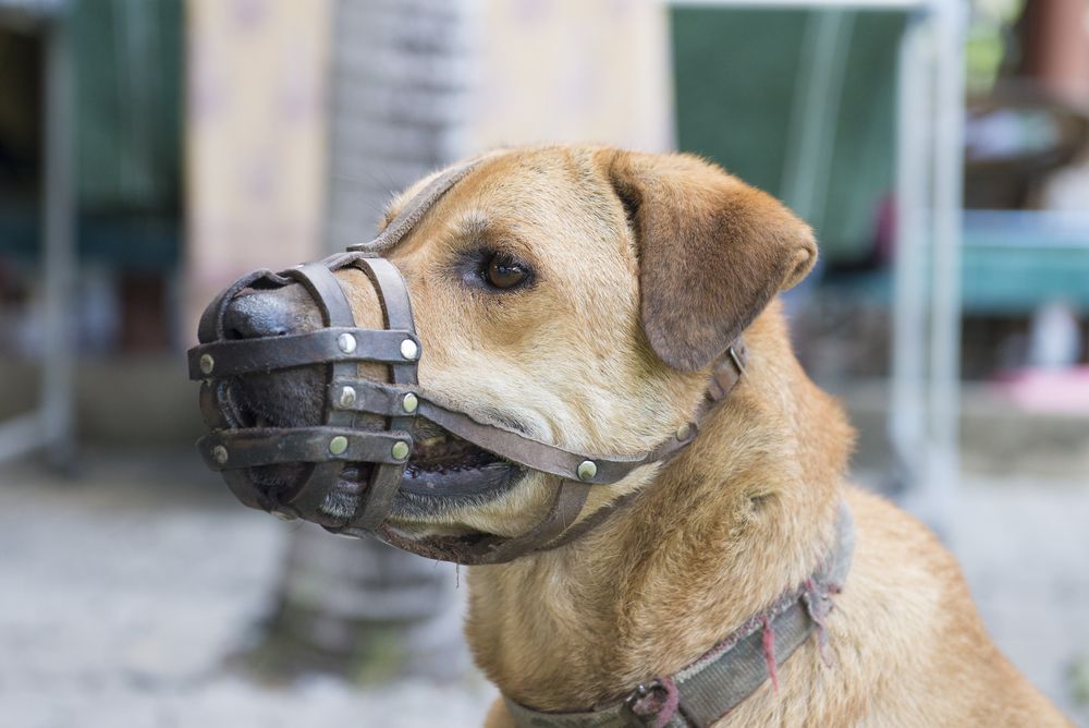 reactive-dog-requires-muzzle-on-walks