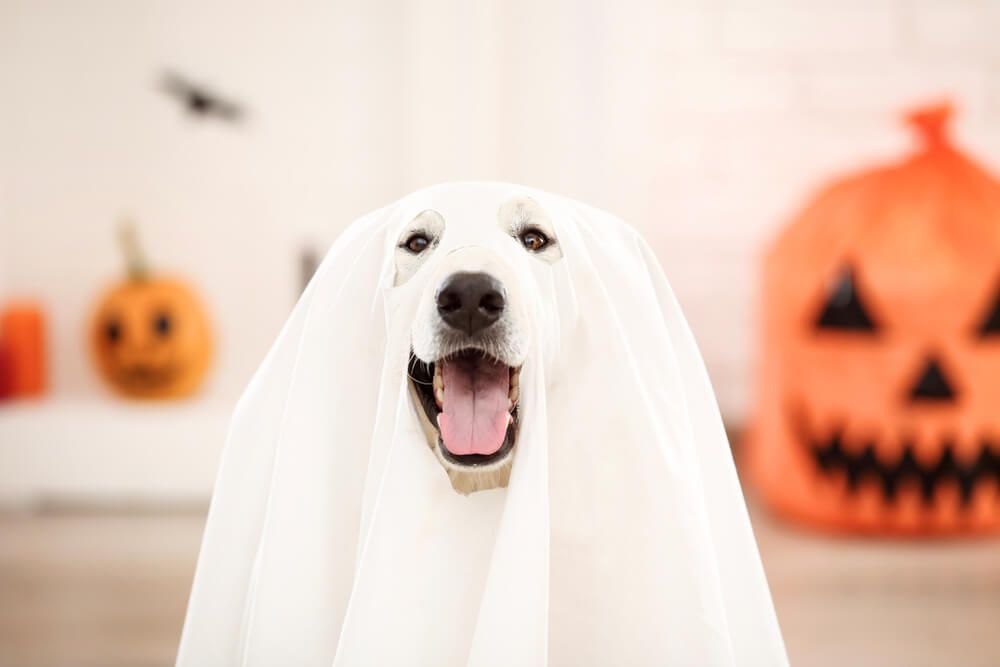 How to Make Halloween Less of a Nightmare for Your Pup - Ollie Blog