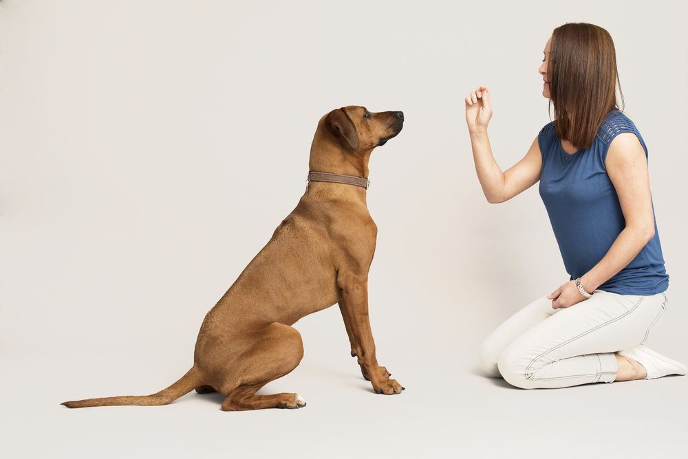 woman-trains-her-dog-commands-for-therapy-dog-test